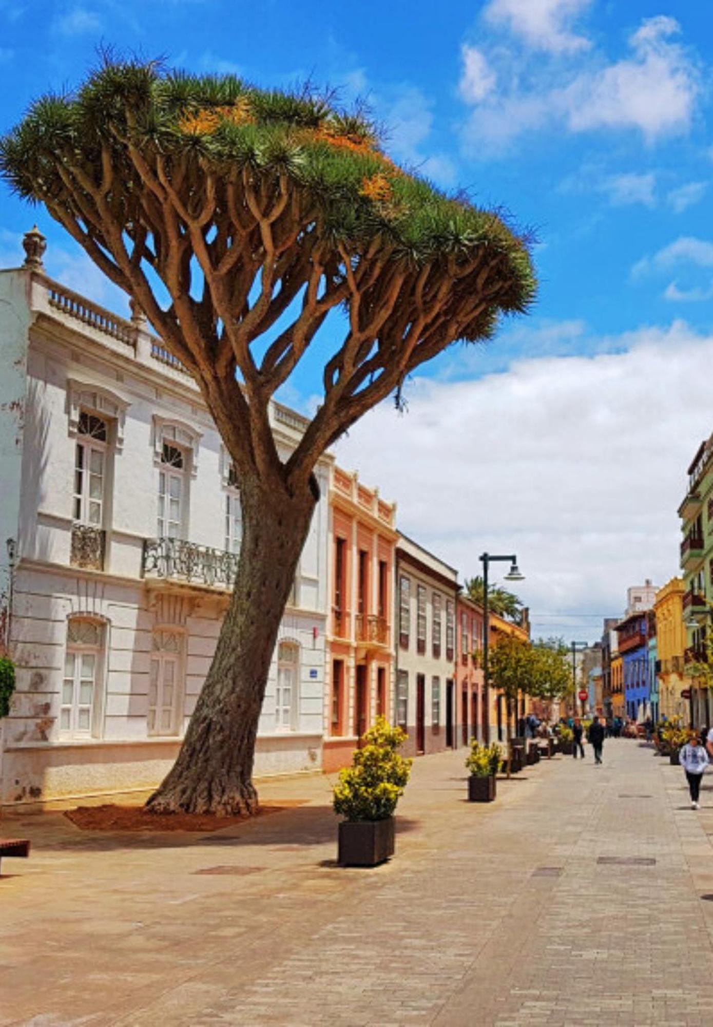 Acogedor Apartamento En El Corazon De La Laguna 拉拉古纳 外观 照片